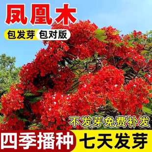 凤凰木树种子树苗种籽林木种籽四季多年生景观绿化工程观叶种籽孑