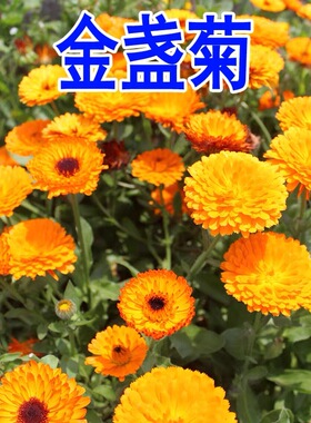 黄色金盏菊花籽四季播种开花庭院花种籽子室外花海耐热耐旱花种子