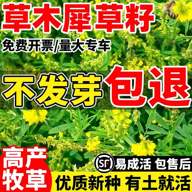 草木犀草籽草木樨种子高产牧草黄花臭苜蓿绿肥耐旱耐寒耐贫瘠蜜源