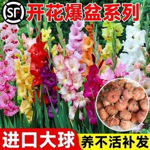 剑兰种球盆栽唐菖蒲种球类花卉进口十三太保球根花卉植物四季种植