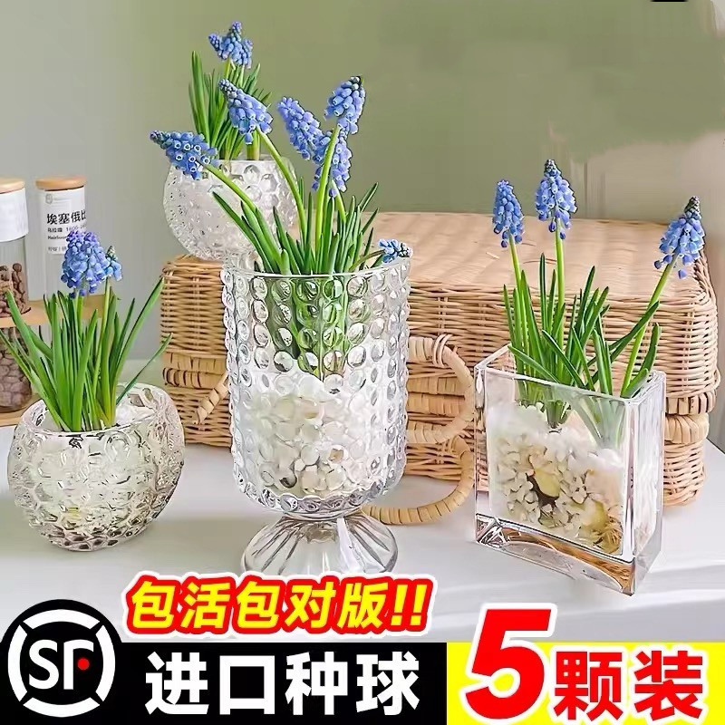 葡萄风信子种球水培植物室内阳台盆栽种球根郁金香百合水仙养花卉图片