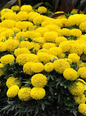 黄色万寿菊种子四季播种开花易活花种籽子庭院花籽室外花卉花籽种