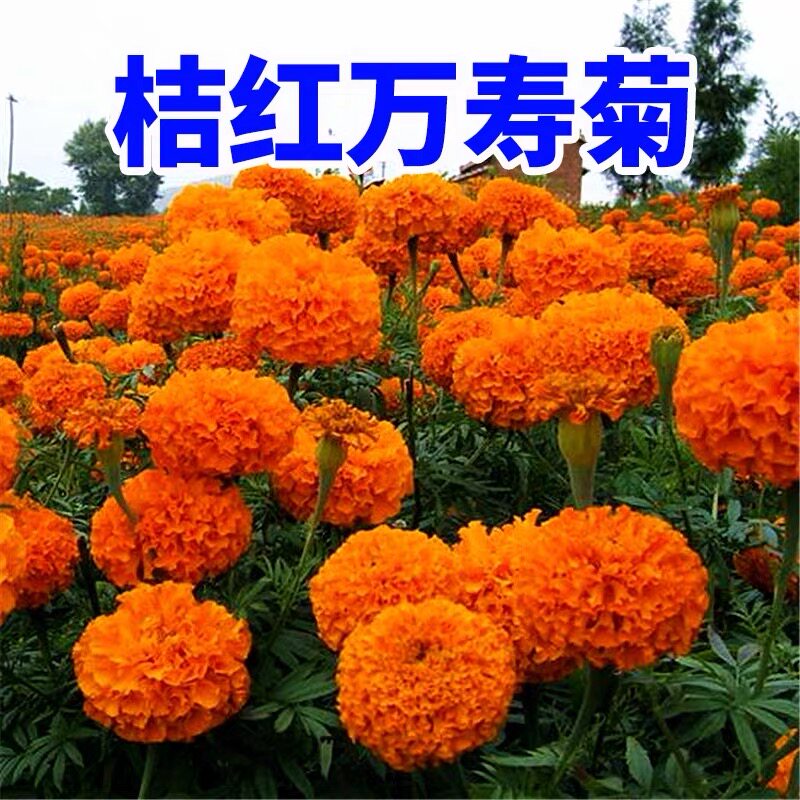 桔红万寿菊种子四季播种开花耐寒耐旱室外庭院花籽种花海景观种子