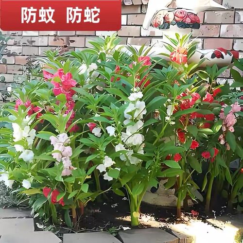 凤仙花种子室内花种四季播种室外指甲花种子花卉阳台花籽种易活花