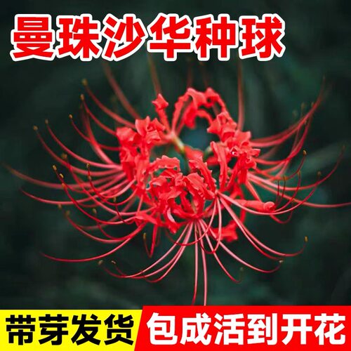 彼岸花种球花种籽子曼珠沙华球根忽地笑石蒜苗盆栽庭院四季播种花