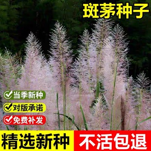 斑茅草种子草京芒草京羽茅斑叶芒大密芭茅草花园庭院观赏牧草种子