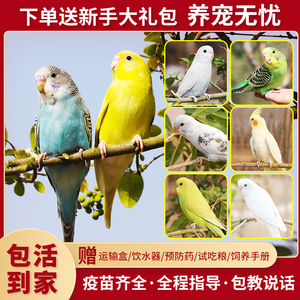 鹦鹉活鸟活物虎皮鹦鹉小鸟活鸟会学说话的鸟类活鸟宠物中小型鹦鹉