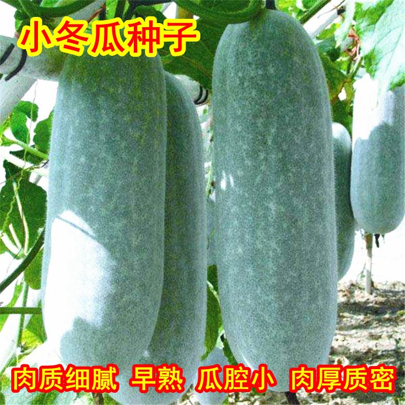 冬瓜种子迷你台湾小冬瓜黑皮青皮大冬瓜种籽大全四季蔬菜瓜果种孑