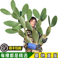 【种植】宝塔水果仙人掌盆栽外敷种植护肤消炎消肿有机无公害天然