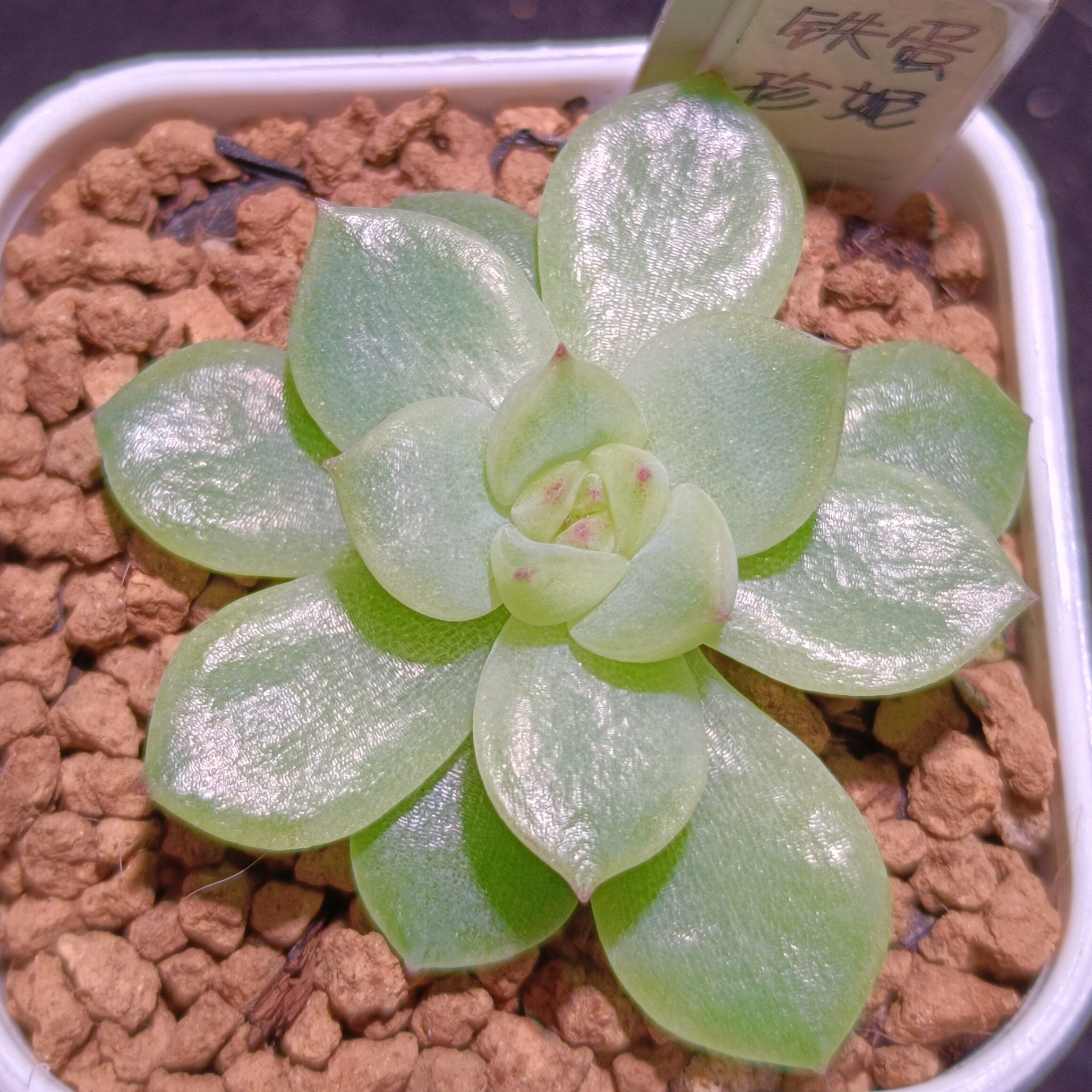 【直播】铁蛋珍妮   ，4cm多肉植物