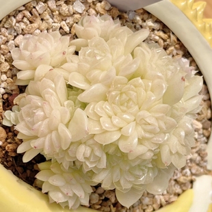 花陌派明月珠麦秆一物一拍花陌派精选经典品种保证种源