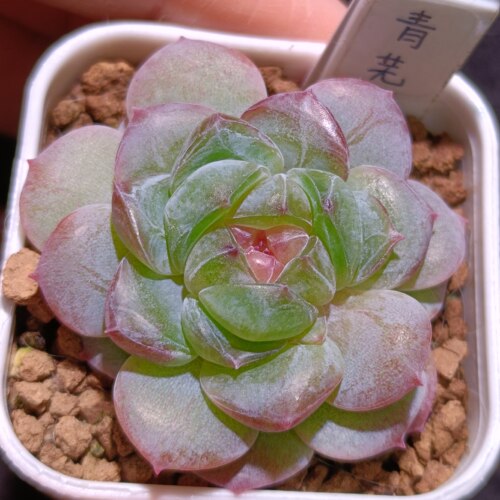 【直播】  青芜 ，4cm盆/12
