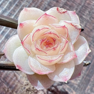 超绝白体细边线女王多肉一物一拍叶插苗品种来源舟舟家保证品种