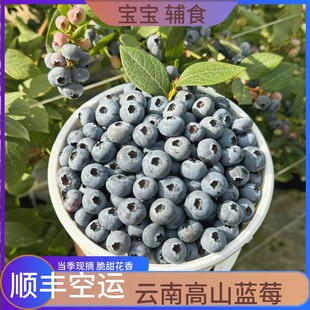 云南当季鲜果蓝莓特大礼盒高山l25花香新鲜水果孕妇怡颗蓝梅整箱