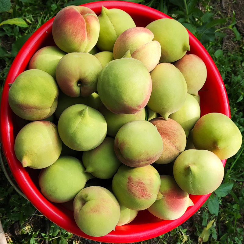江西鹰嘴桃9斤整箱新鲜当季水果寻乌水蜜桃甜脆桃子5广东连平毛桃