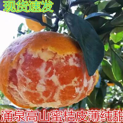 正宗高山临海涌泉蜜桔早熟宫川黄岩蜜橘当季孕妇新鲜水果五斤十斤