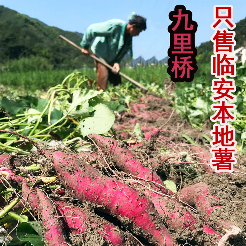 天目山小香薯产地直销板