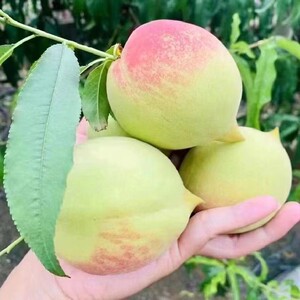 正宗新鲜鹰嘴桃大果5斤当季孕妇时令水果脆毛桃水蜜桃整箱包邮