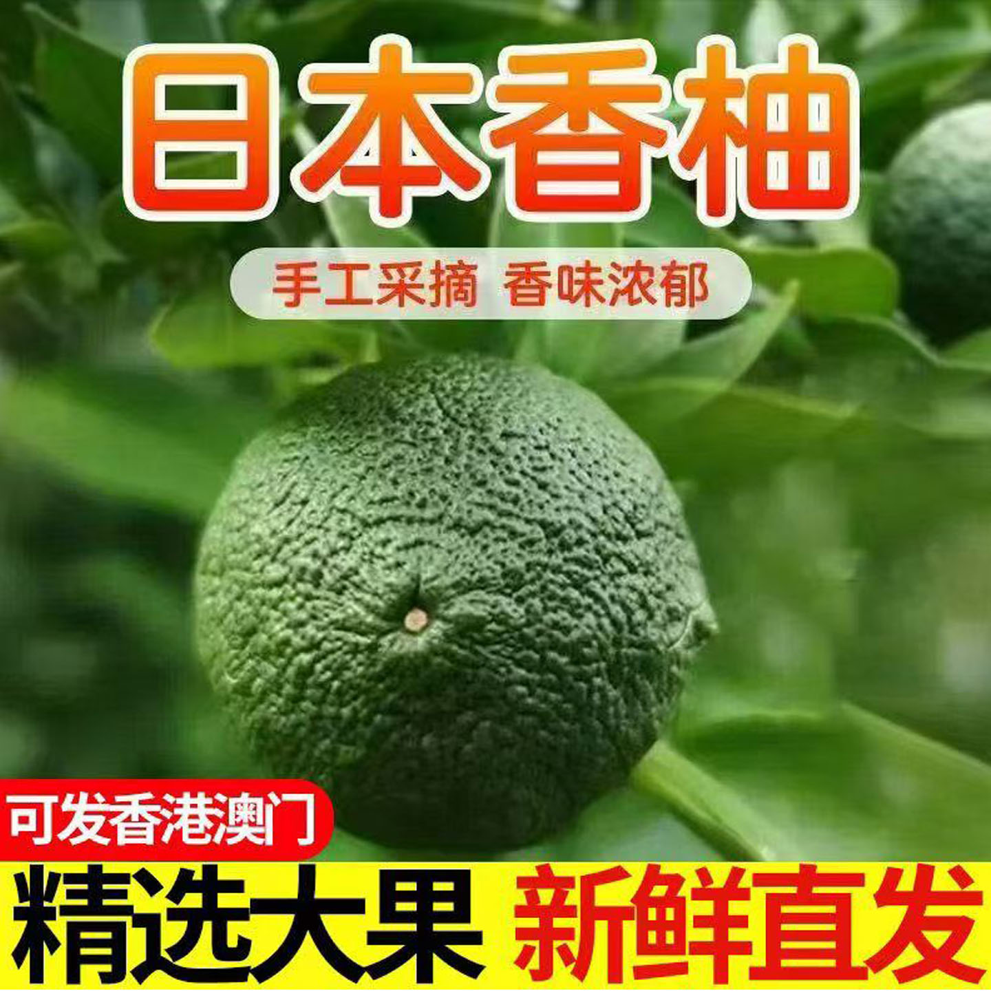 新品日本香柚YUZU青果新