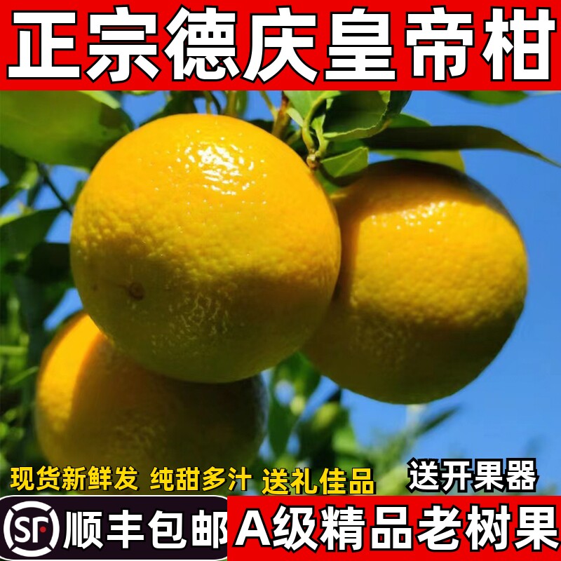 2025正宗德庆皇帝柑新鲜水果整箱10斤应季现摘孕妇橘桔子皇帝柑