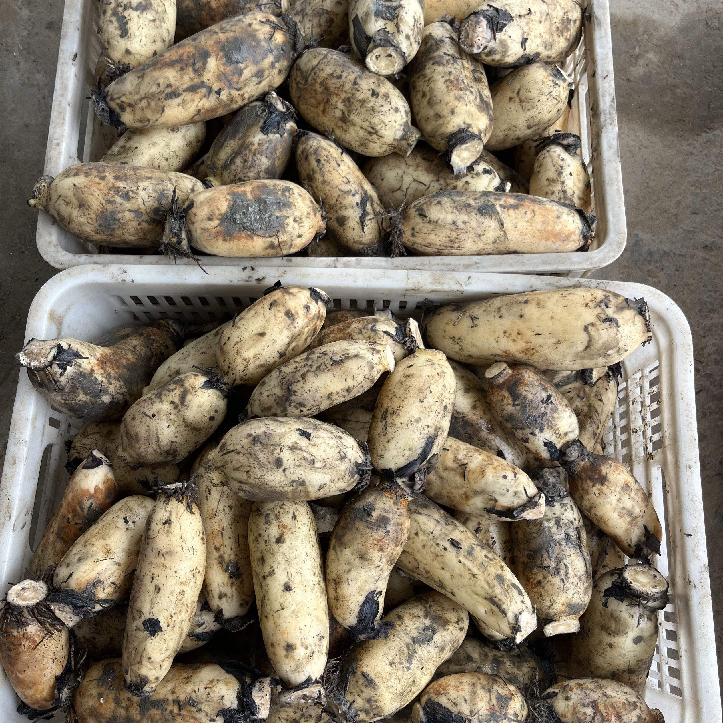 到货两头有粘液削掉不影响食用莲藕新鲜现挖3/5斤