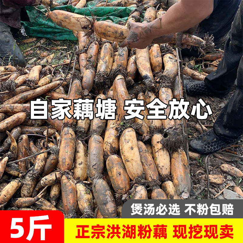 洪湖莲藕湖北特产新鲜粉藕煲汤粉糯炖汤藕糯米藕九孔藕野藕包邮