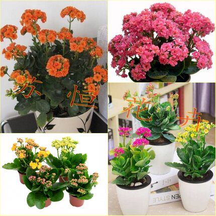 长寿花盆栽 重瓣长寿花苗桌面植物四季常青年宵花卉绿植3棵包邮