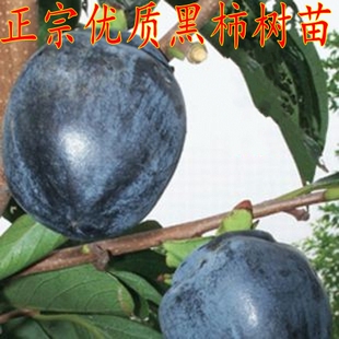 正宗黑柿苗 庭院果树苗 黑柿树苗 黑柿子树苗 脆柿苗 硬柿苗包邮