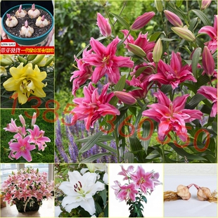 矮生百合种球进口重瓣香水百合室内庭院均可种植花卉盆栽3个包邮