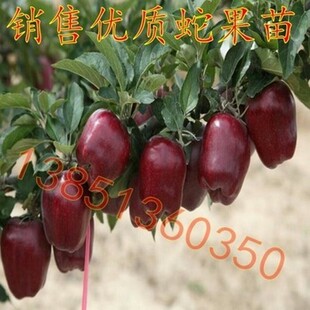 红蛇果苗正宗美国红地厘蛇果树苗 蛇果苹果苗红香蕉苹果树苗