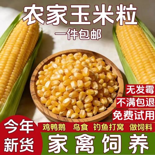 农家玉米离畜生饲料鸡鸭鹅鸟食