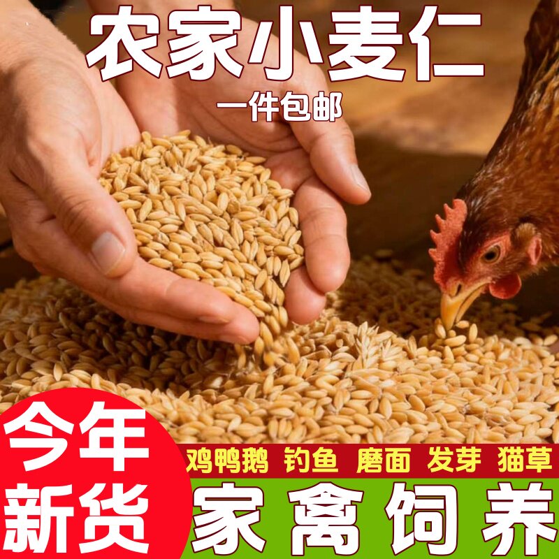 小麦仁麦粒喂鸡鸭鹅鸽粮农家小麦酿酒发芽猫草磨面钓鱼打窝做饲料
