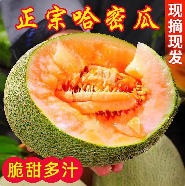 海南哈密瓜西州蜜脆甜多汁