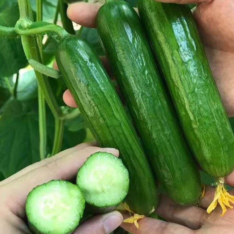 山东水果小黄瓜生吃现摘现发新鲜小青瓜3斤包邮水果黄瓜爽口脆嫩