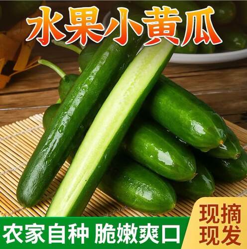山东水果小黄瓜生吃现摘现发新鲜小青瓜3斤包邮水果黄瓜爽口脆嫩