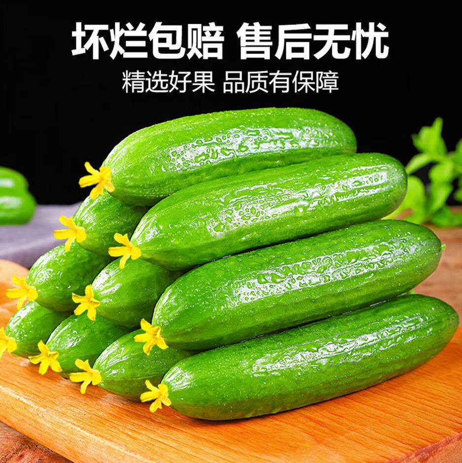 山东水果小黄瓜生吃现摘现发新鲜小青瓜3斤包邮水果黄瓜爽口脆嫩