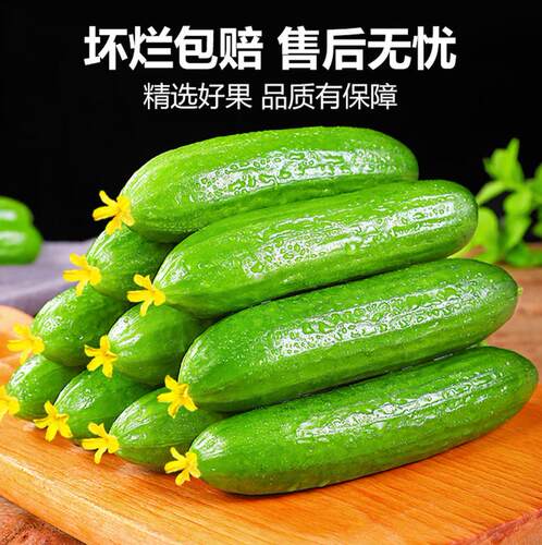 山东赞香水果小黄瓜现摘脆嫩