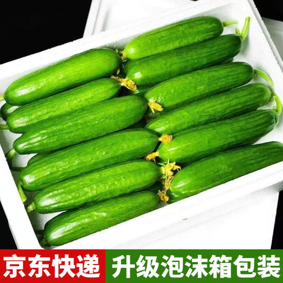 山东水果小黄瓜生吃现摘现发新鲜小青瓜3斤包邮水果黄瓜爽口脆嫩