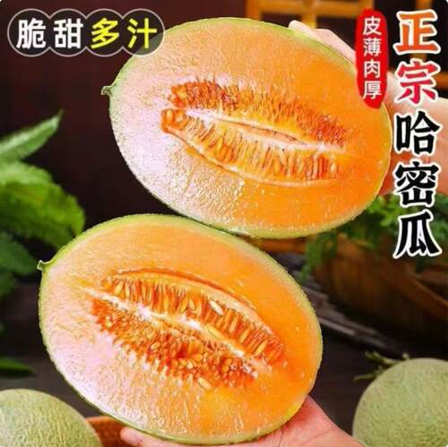 山东哈密瓜西州蜜甜瓜脆甜多汁新鲜水果薄皮肉厚整件包邮生鲜蜜瓜