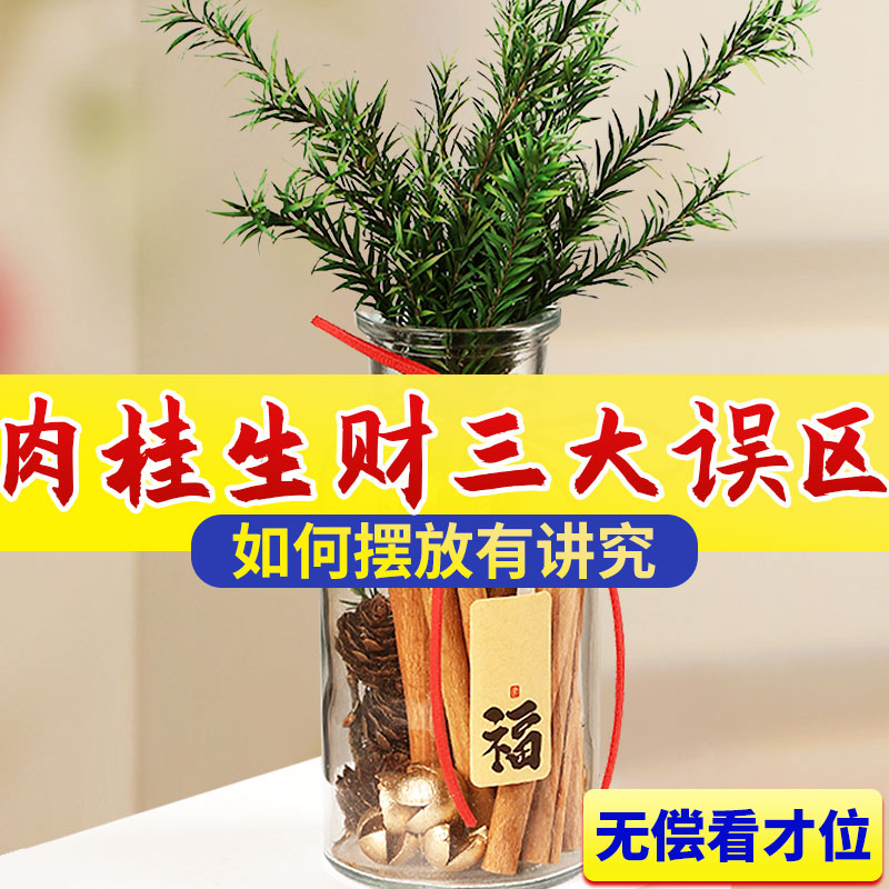 肉桂生财摆件发财聚米瓶桂皮diy客厅工位办公室乔迁新居搬家用