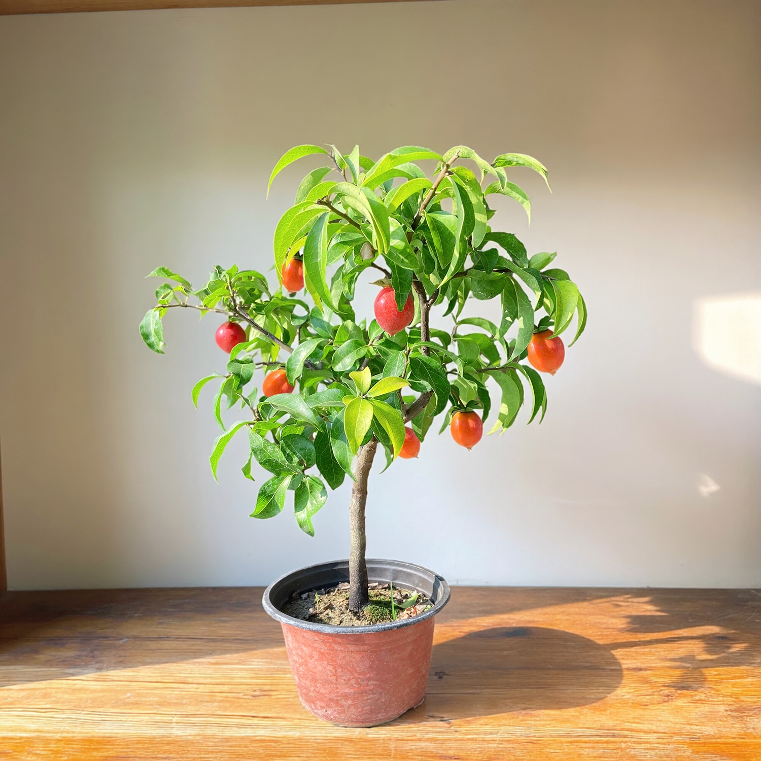 金弹子老鸦柿带果矮桩盆景