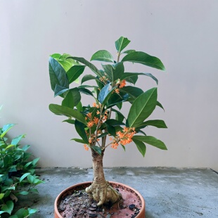 四季开花桂花树易活花苗带花植物盆栽大型真花带花盆栽天香台阁