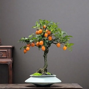 老鸦柿盆景幼苗树苗盆栽老桩熟桩带果品种母桩黄金弹子低矮金色