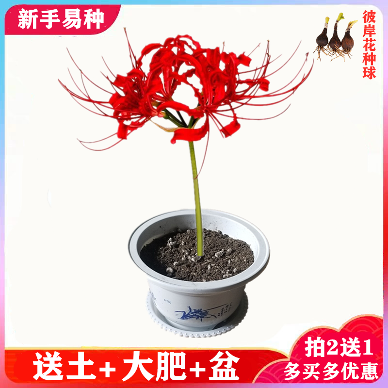 5颗彼岸花种球曼珠沙华石蒜室内外庭院盆栽多年生开花不断绿植物