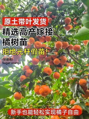 砂糖橘果树苗南北方种植蜜桔苗当年结果盆栽地栽庭院无籽橘子树苗