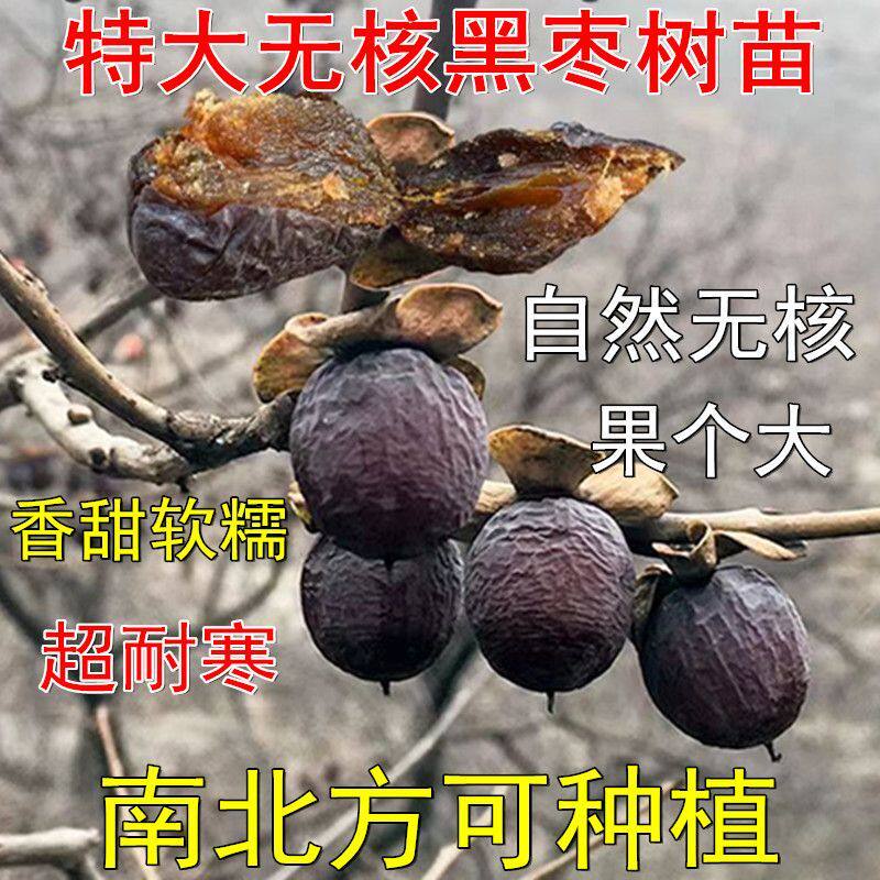 柿子树粘木苗 黑枣无核黑枣树苗软枣树苗君迁子树苗野柿子果树苗