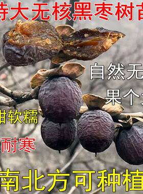 柿子树粘木苗 黑枣无核黑枣树苗软枣树苗君迁子树苗野柿子果树苗