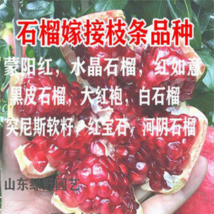 突尼斯软籽石榴换代蒙阳红甜石榴树苗嫁接枝条石榴苗码子石榴接穗