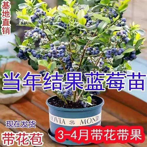 薄雾蓝莓果树苗当年结果蓝梅树苗