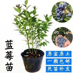 蓝莓果树苗盆栽地栽南北当年结果